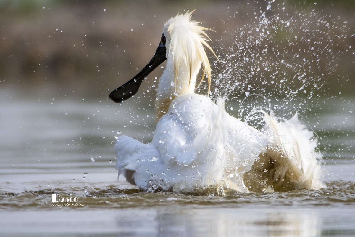 琵鹭嬉水（15）