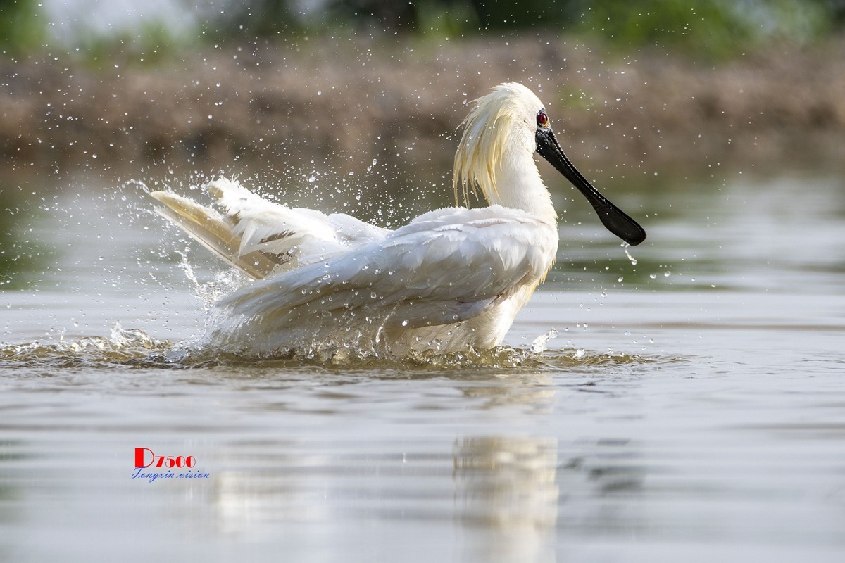 琵鹭嬉水（15）
