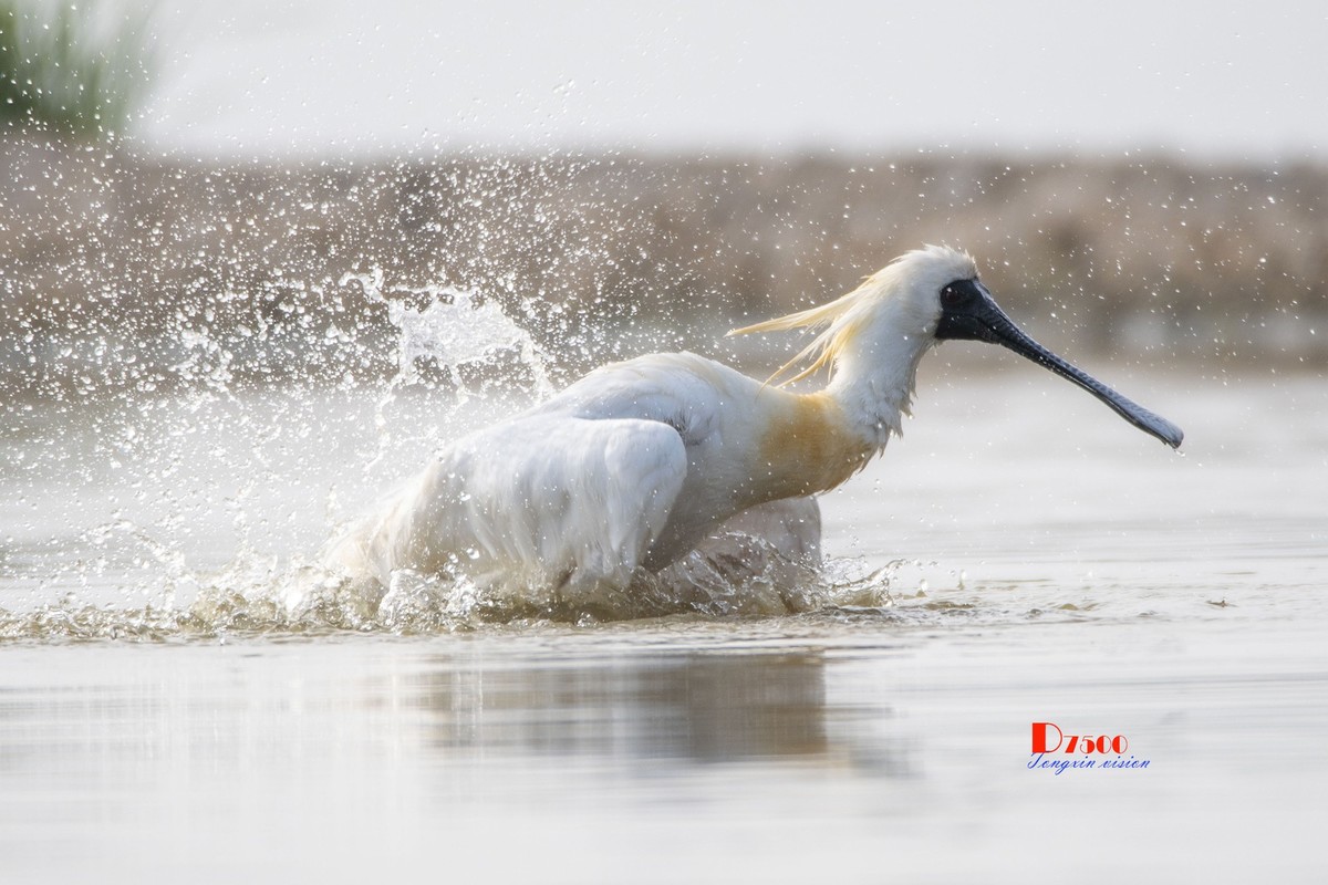 琵鹭嬉水（15）