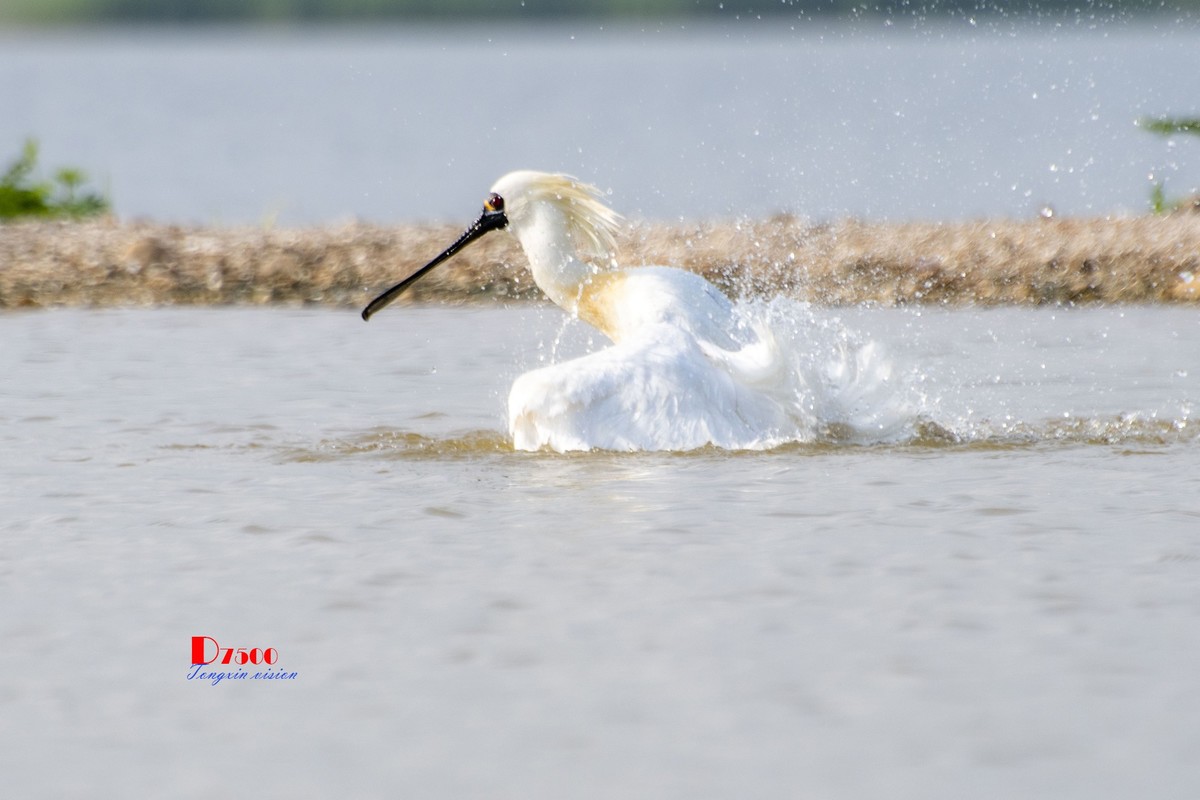 琵鹭嬉水（15）