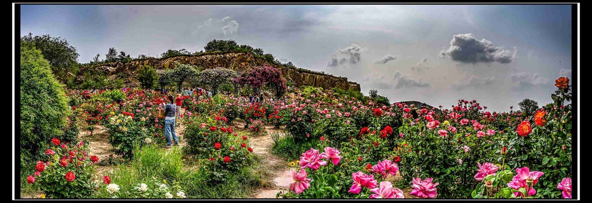 即墨马山玫瑰园