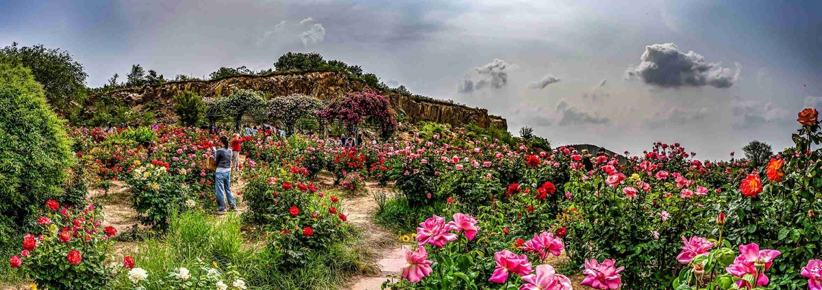 即墨马山玫瑰园