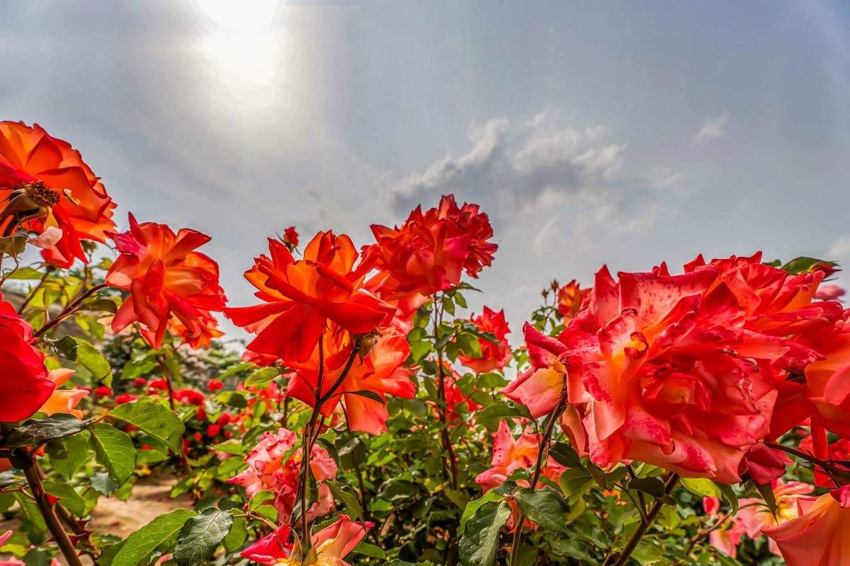 即墨马山玫瑰园