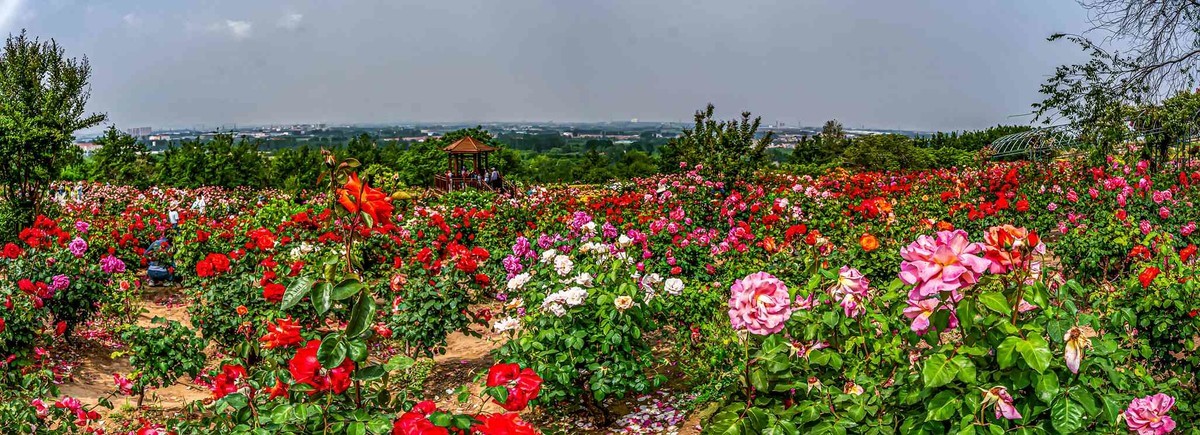 即墨马山玫瑰园