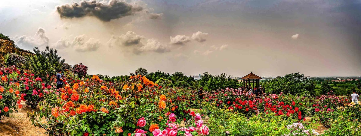 即墨马山玫瑰园