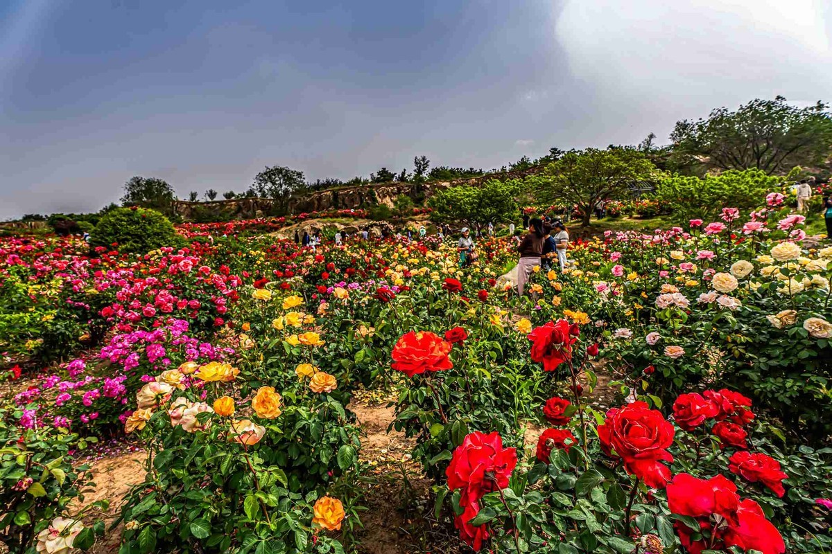 即墨马山玫瑰园