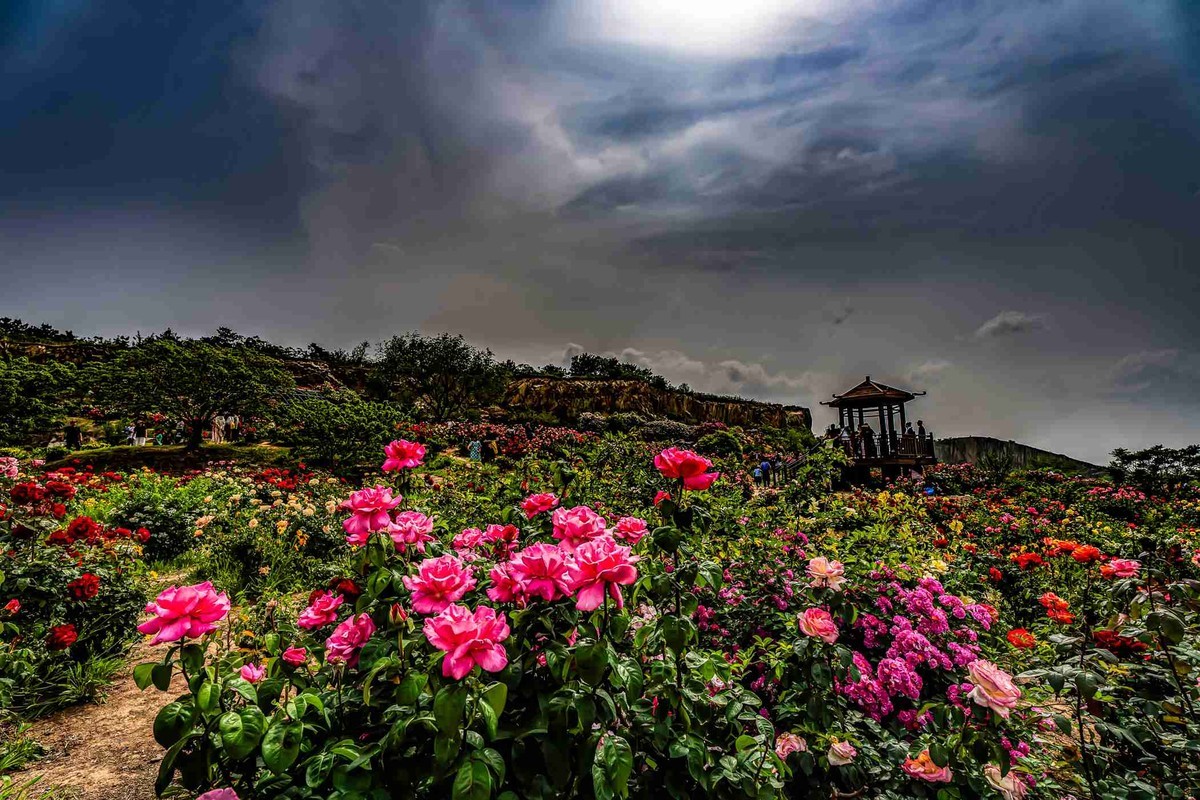 即墨马山玫瑰园