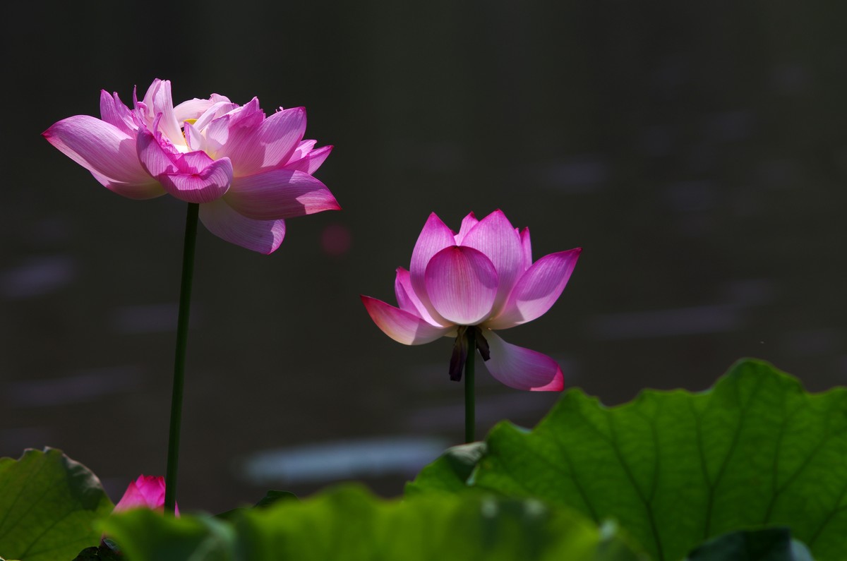 映日荷花