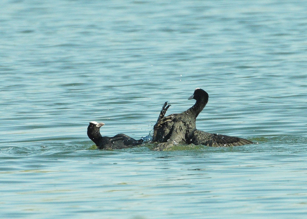 好斗的黑水鸡（7）