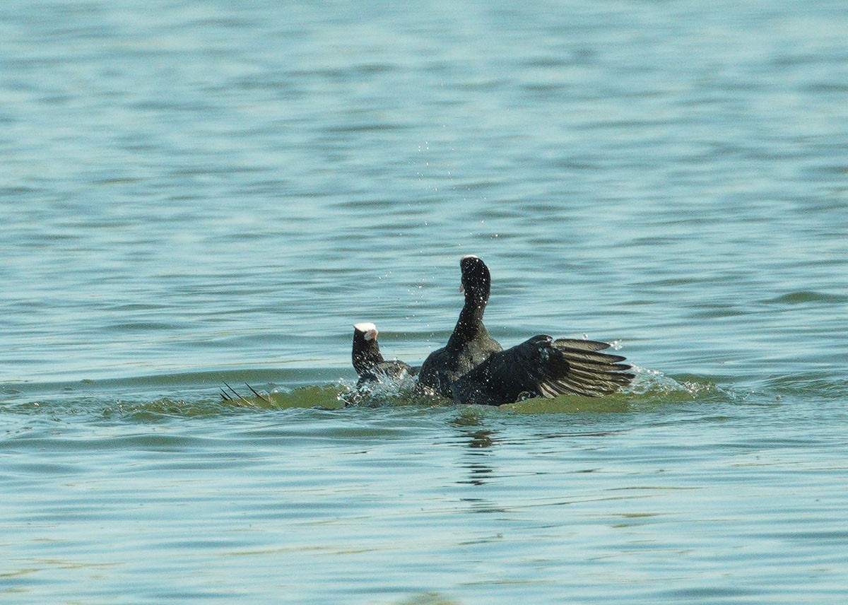 好斗的黑水鸡（7）