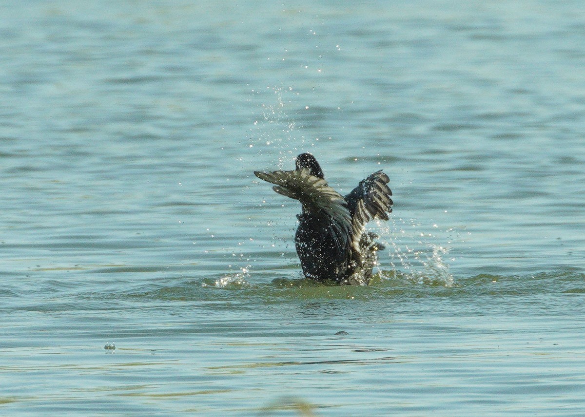 好斗的黑水鸡（7）