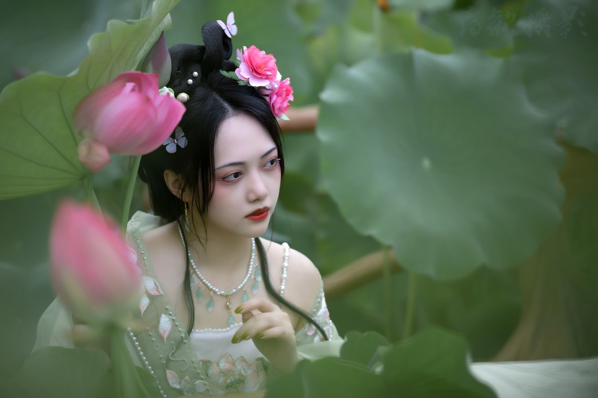 夏日荷莲莲