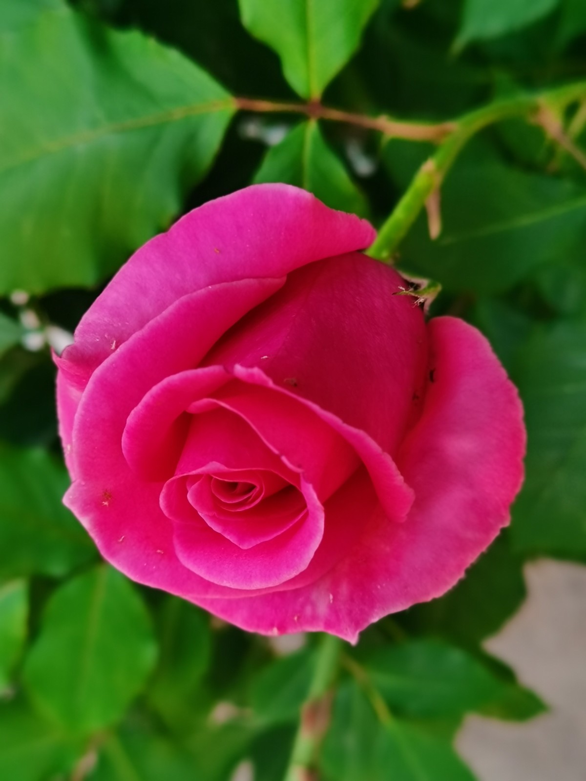 每一朵花的美都是上天所赋予的