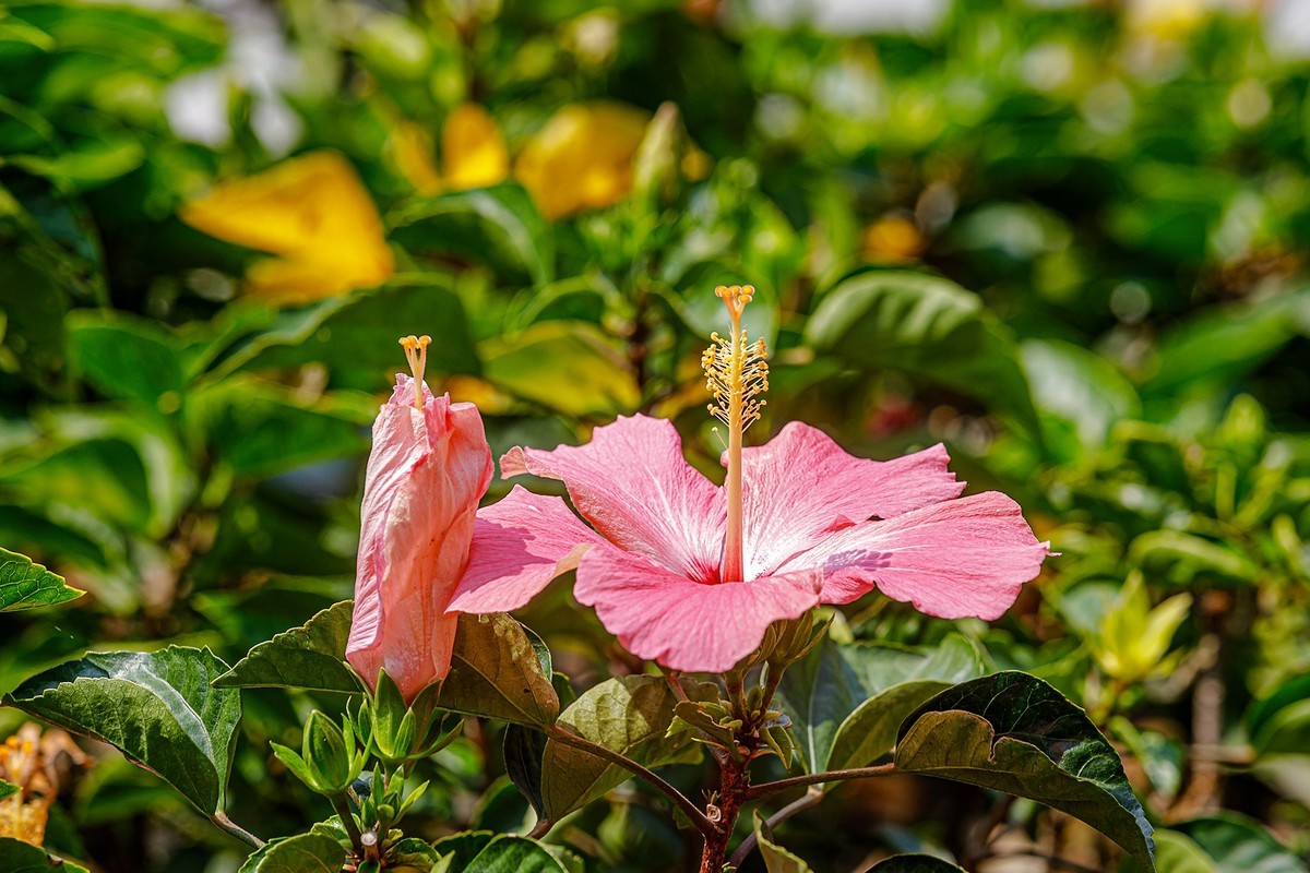 2022花城看花（32）：朱槿