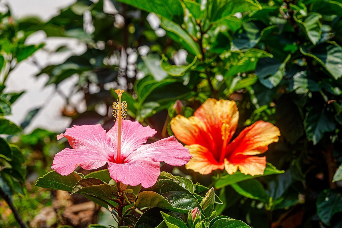 2022花城看花（32）：朱槿