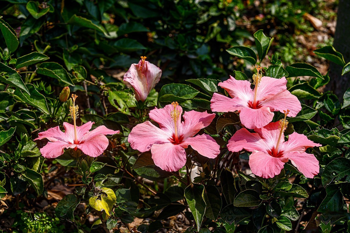 2022花城看花（32）：朱槿