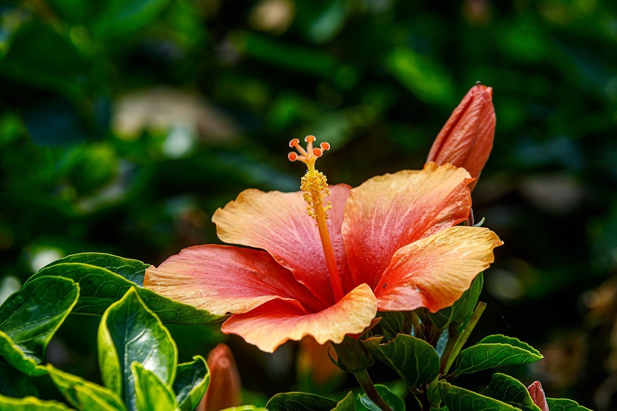 2022花城看花（32）：朱槿