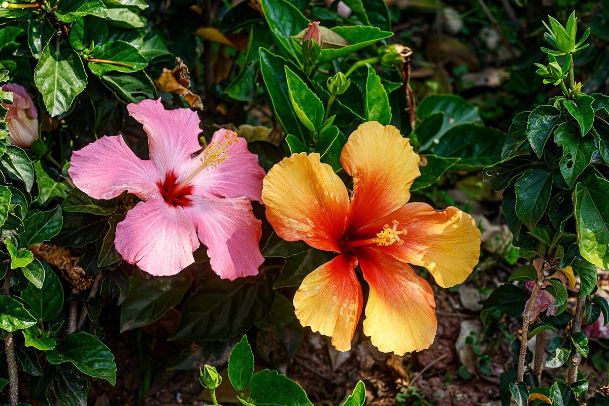 2022花城看花（32）：朱槿