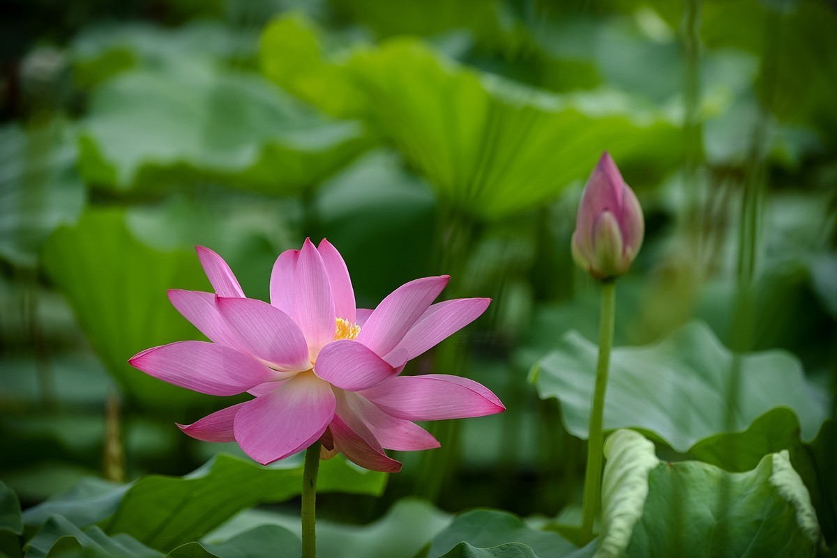 2022年第785贴-圆明园荷花-84（0920F）