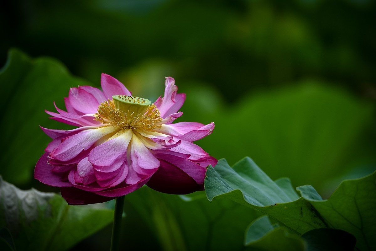 2022年第785贴-圆明园荷花-84（0920F）