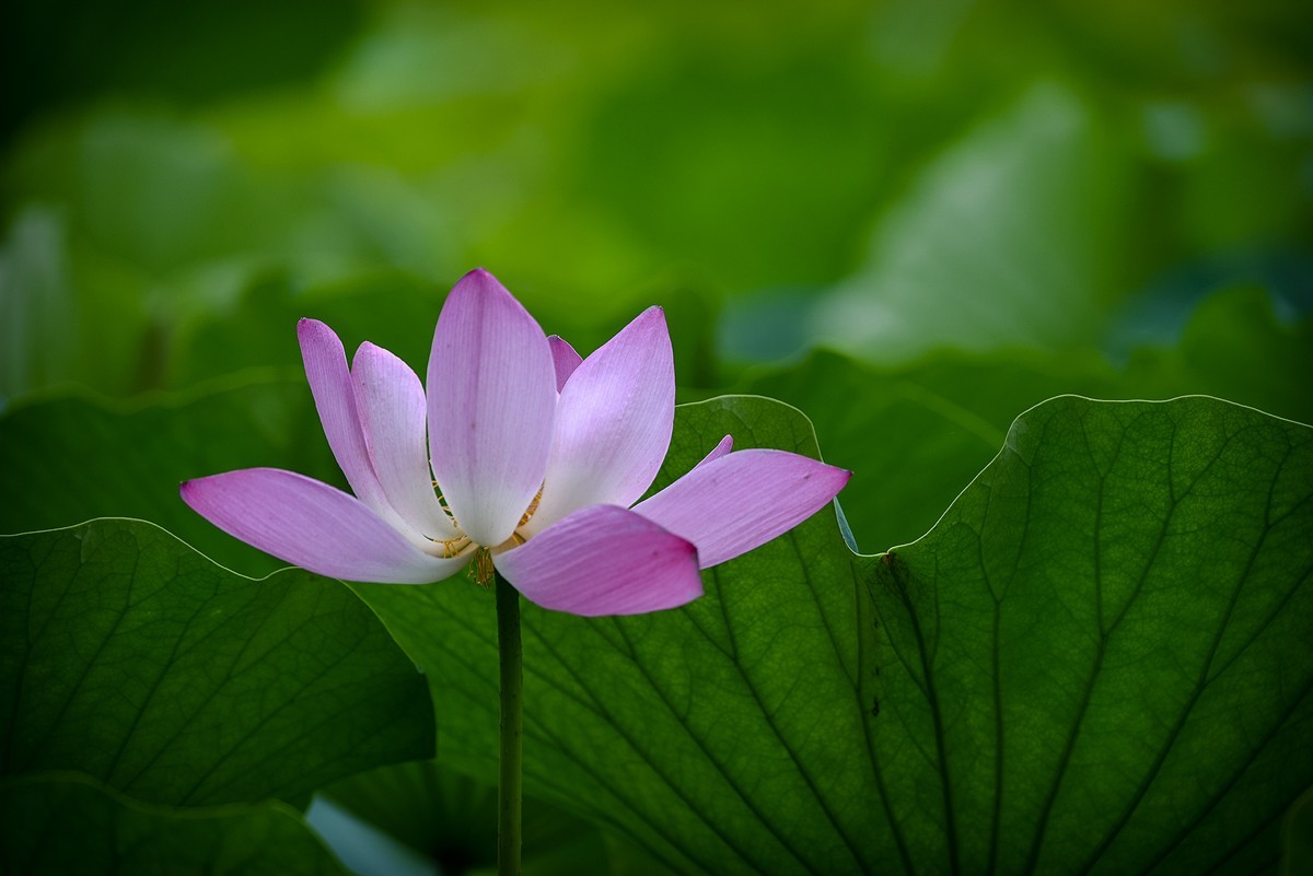 2022年第785贴-圆明园荷花-84（0920F）