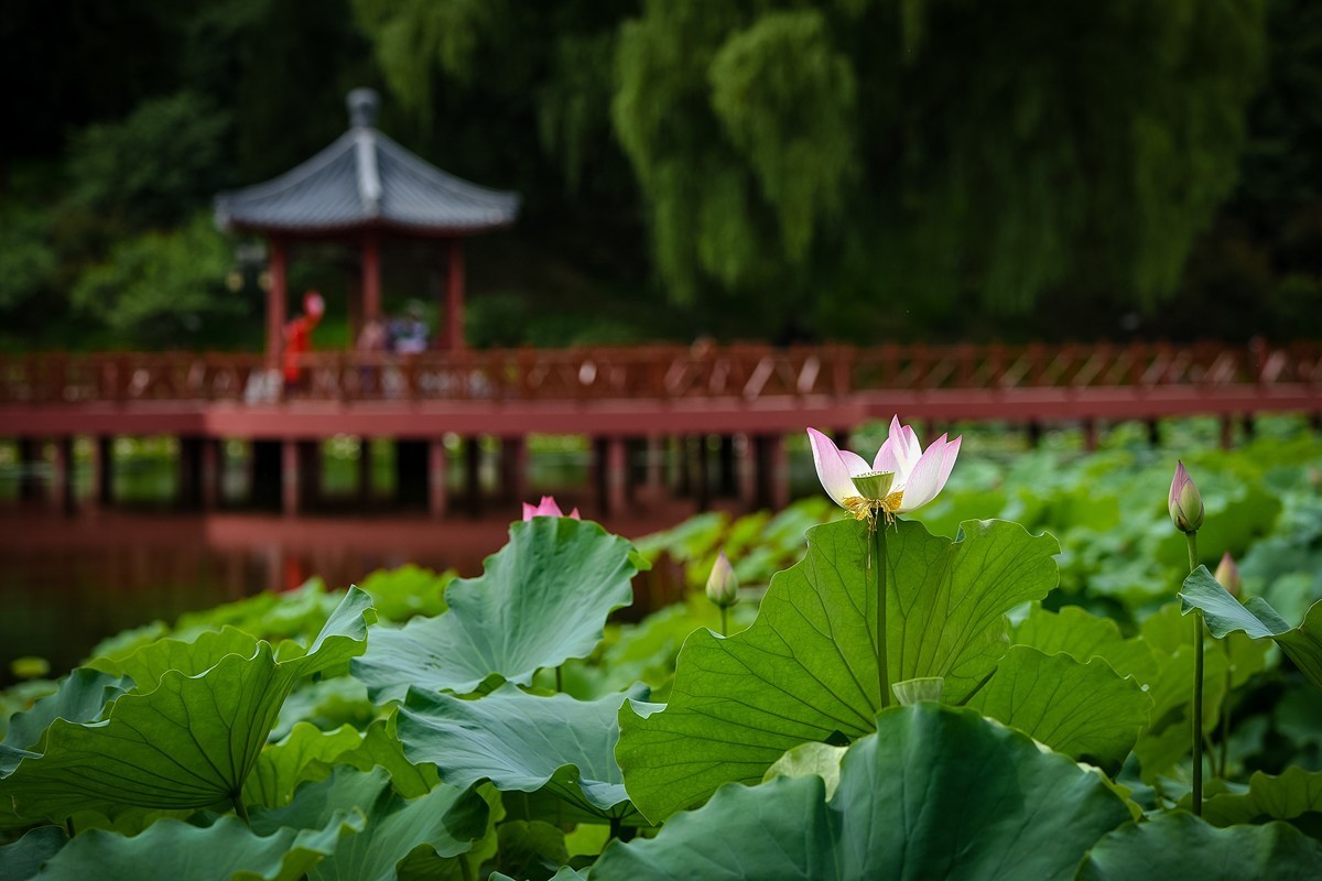 2022年第785贴-圆明园荷花-84（0920F）