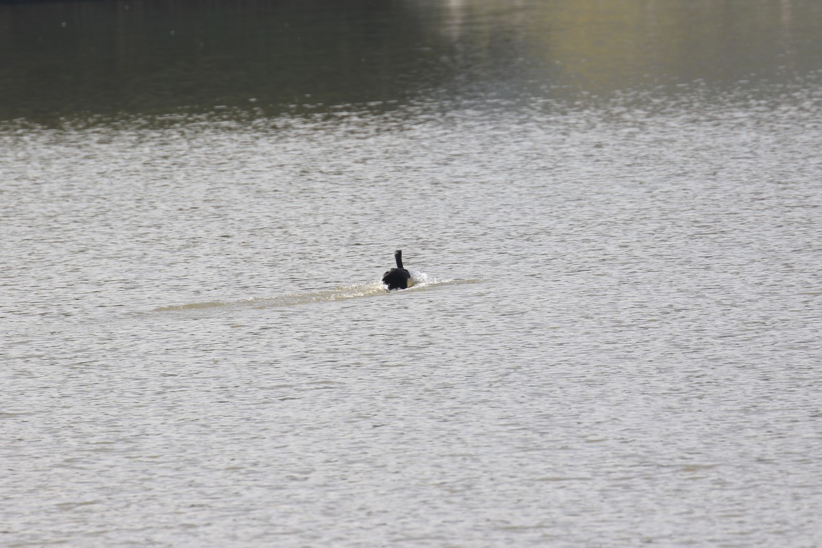 这个机子追焦不错的