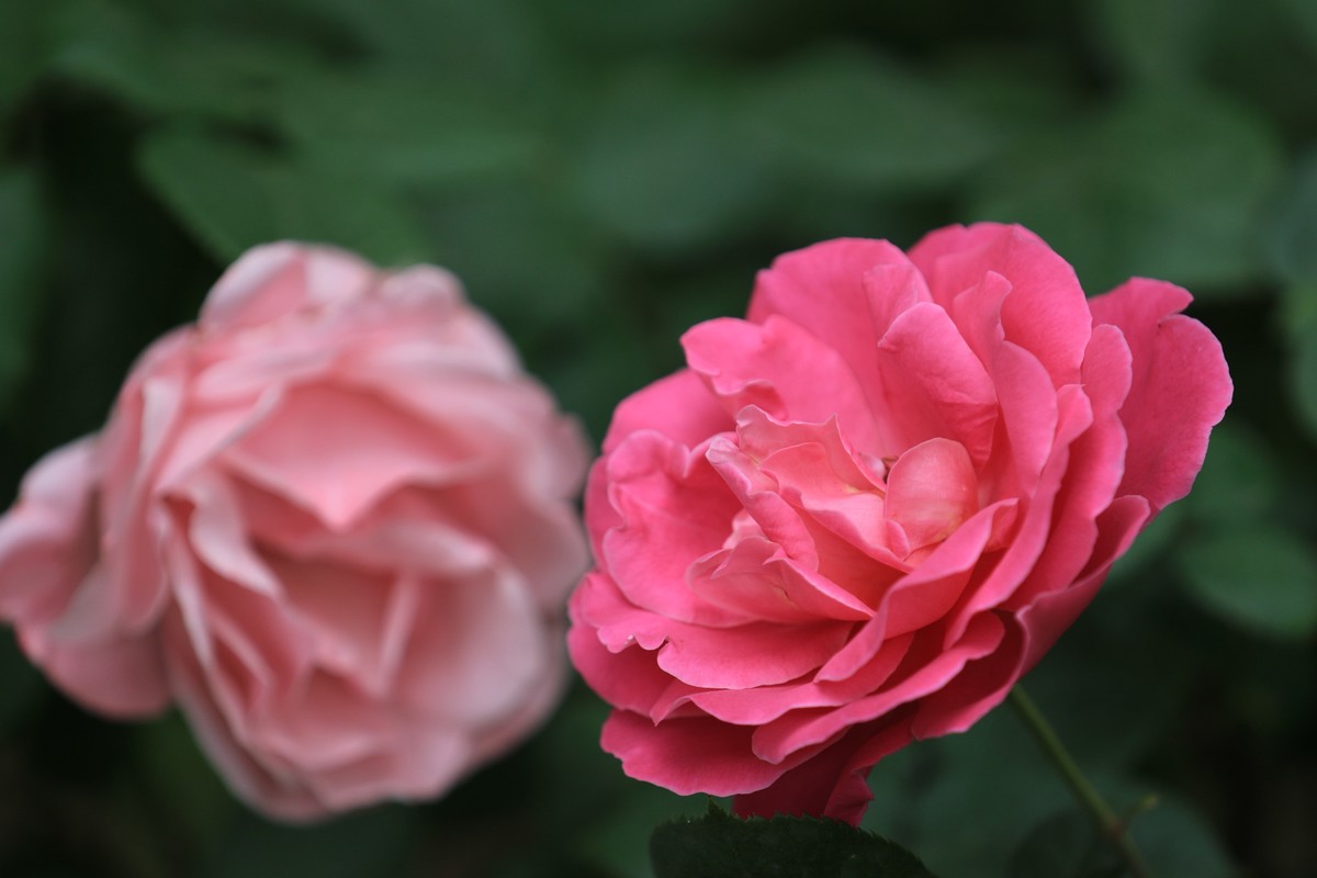 小区散散拍拍花步