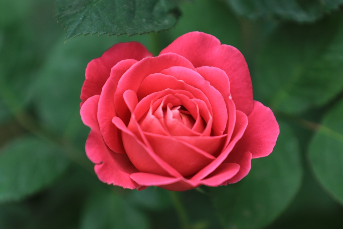 小区散散拍拍花步