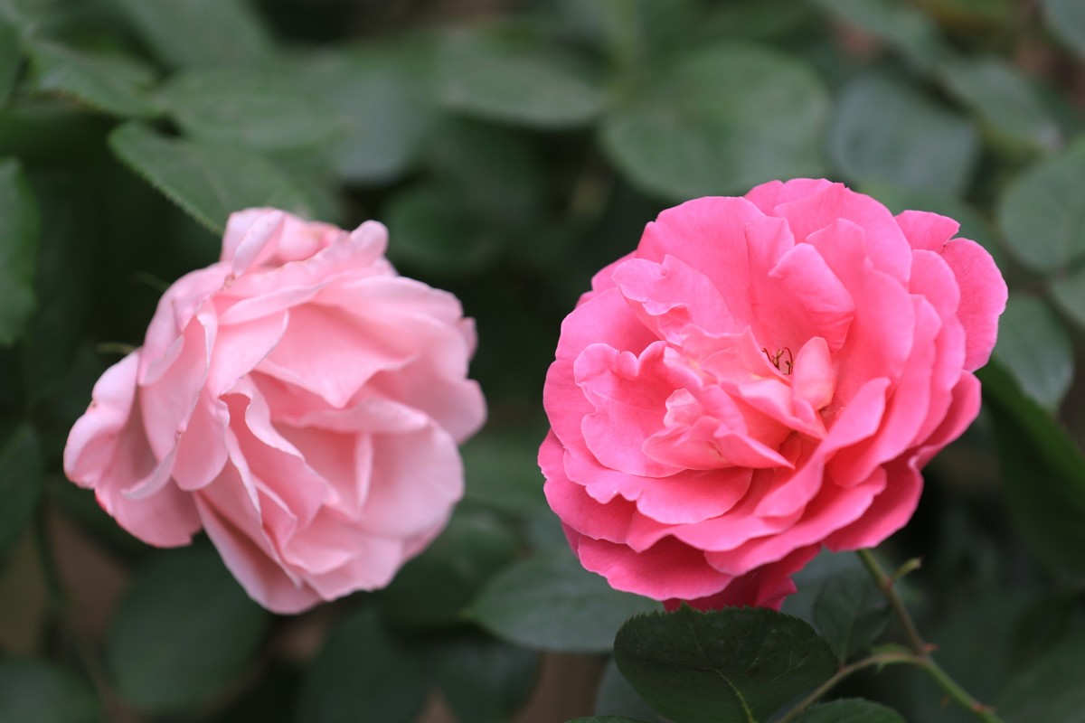 小区散散拍拍花步