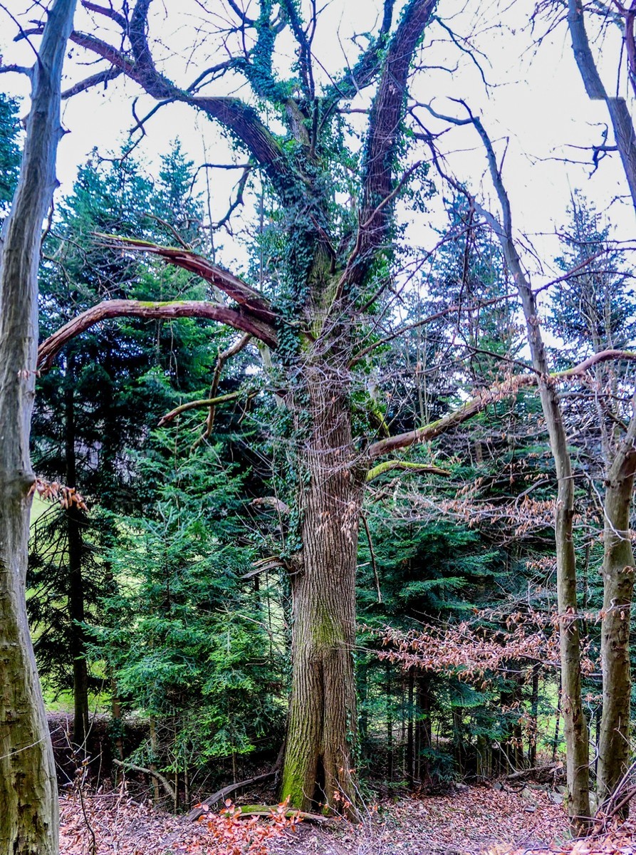 冬摄黑森林（南德）