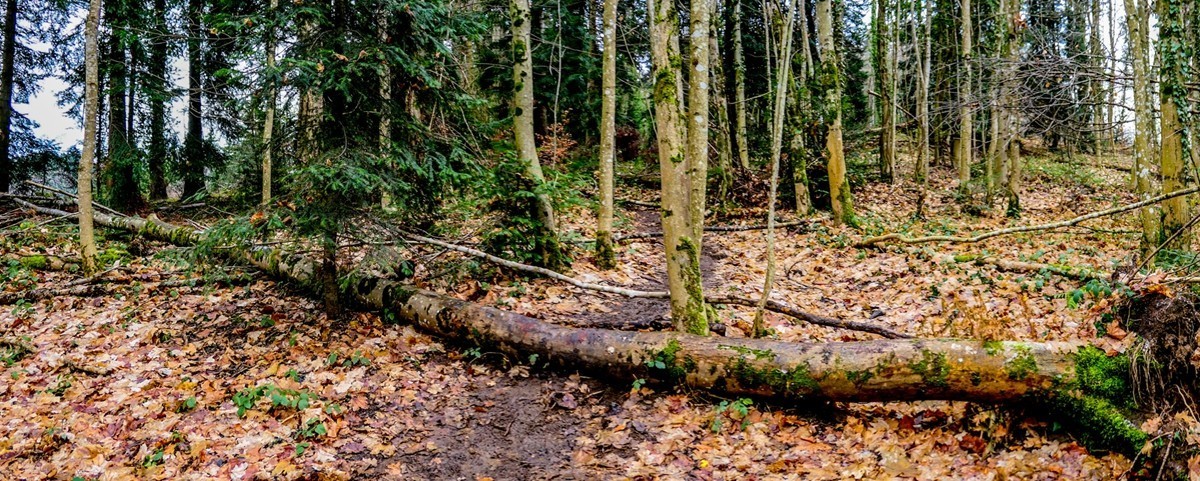 冬摄黑森林（南德）