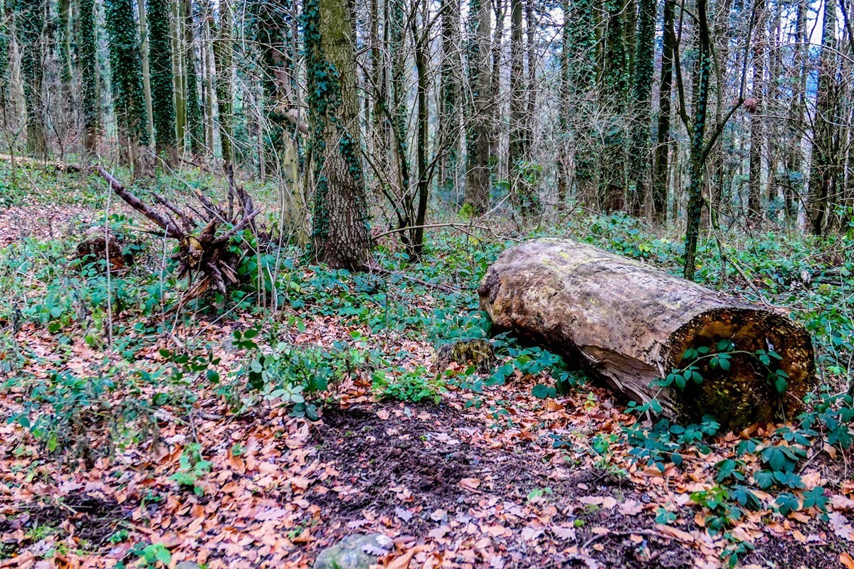 冬摄黑森林（南德）