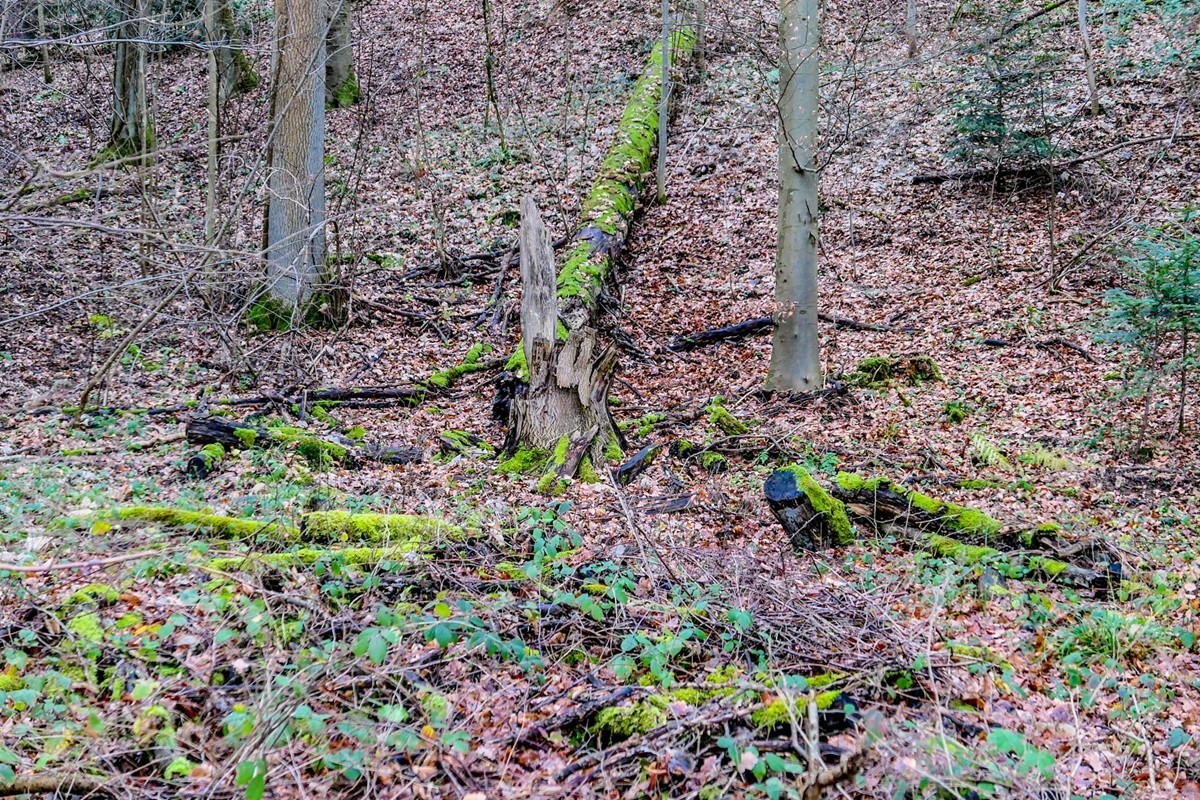 冬摄黑森林（南德）