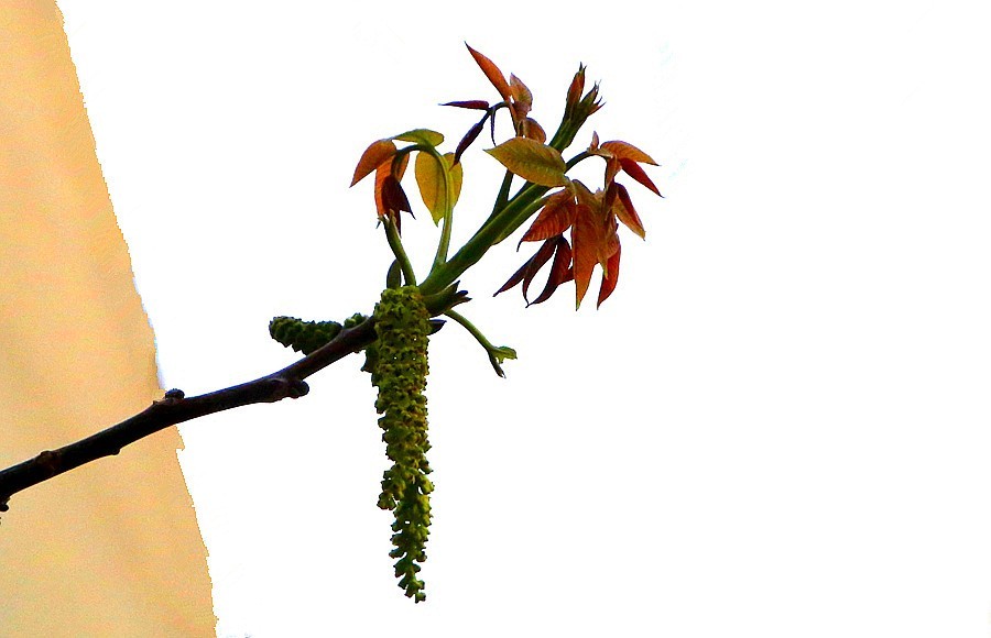 《不老松：纪实摄影》核头花！