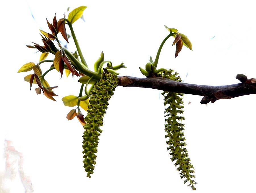 《不老松：纪实摄影》核头花！