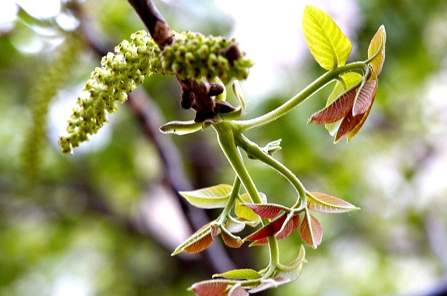 《不老松：纪实摄影》核头花！