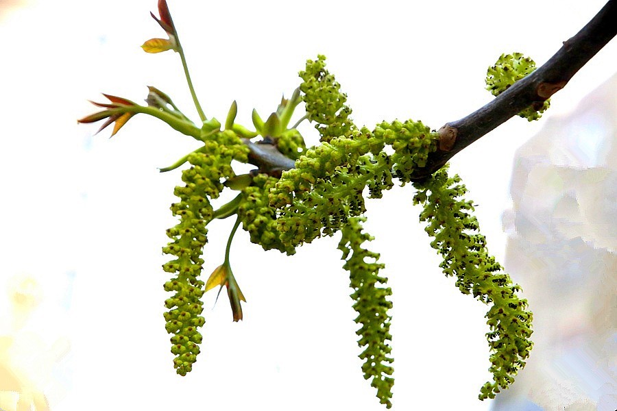 《不老松：纪实摄影》核头花！