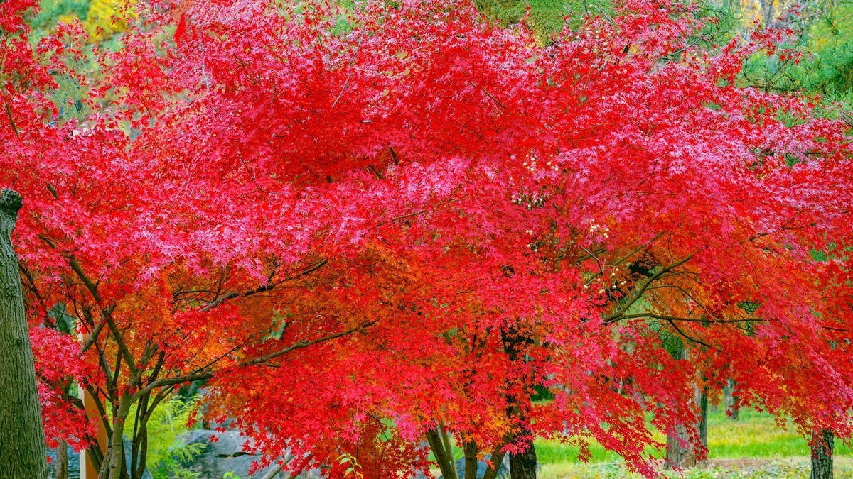 晋陕豫见闻——龙门秋色