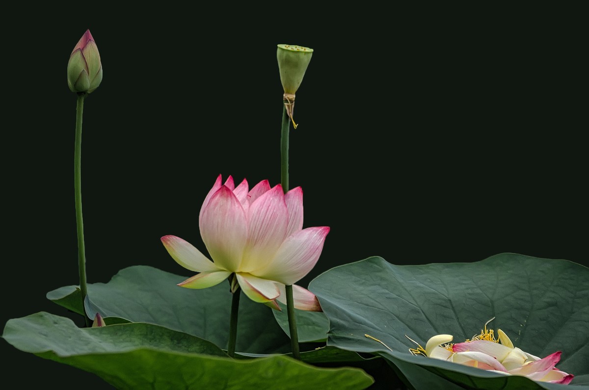 《荷        花 》