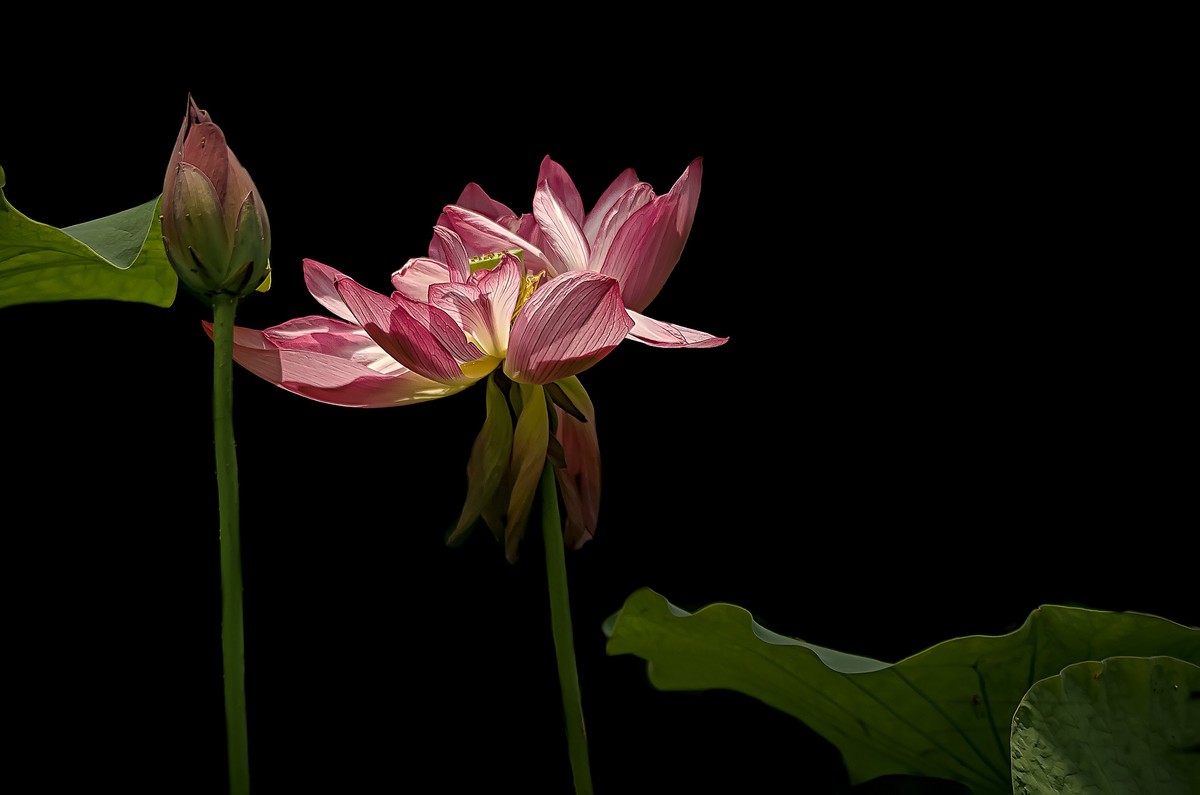 《荷        花 》