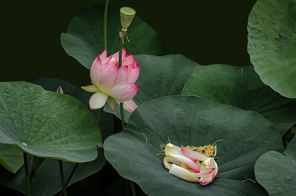 《荷        花 》