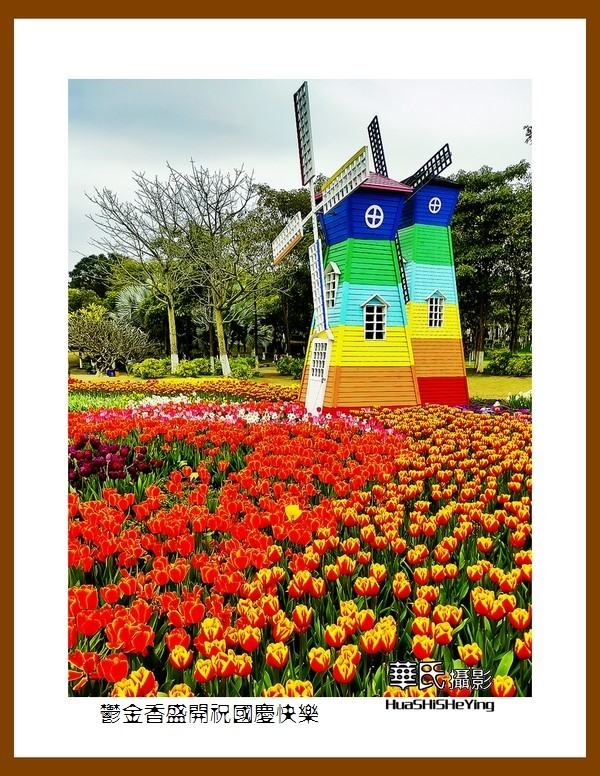 欢度祖国七十五华诞——郁金香盛开祝国庆快乐