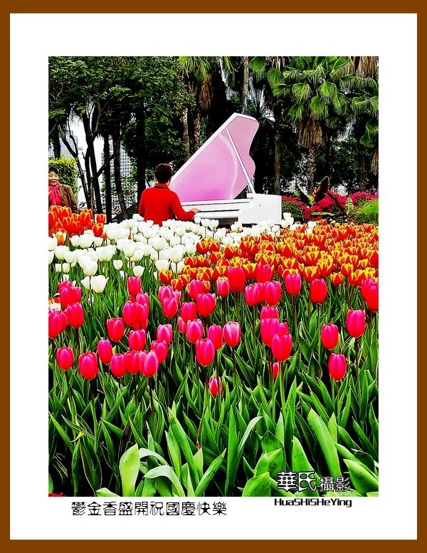 欢度祖国七十五华诞——郁金香盛开祝国庆快乐