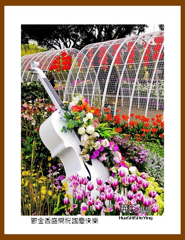 欢度祖国七十五华诞——郁金香盛开祝国庆快乐