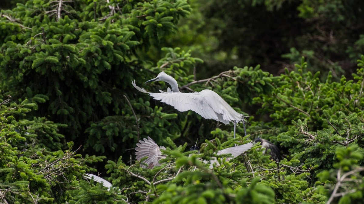 育 雏 期 的 鹭 鸟 （ 六 ）
