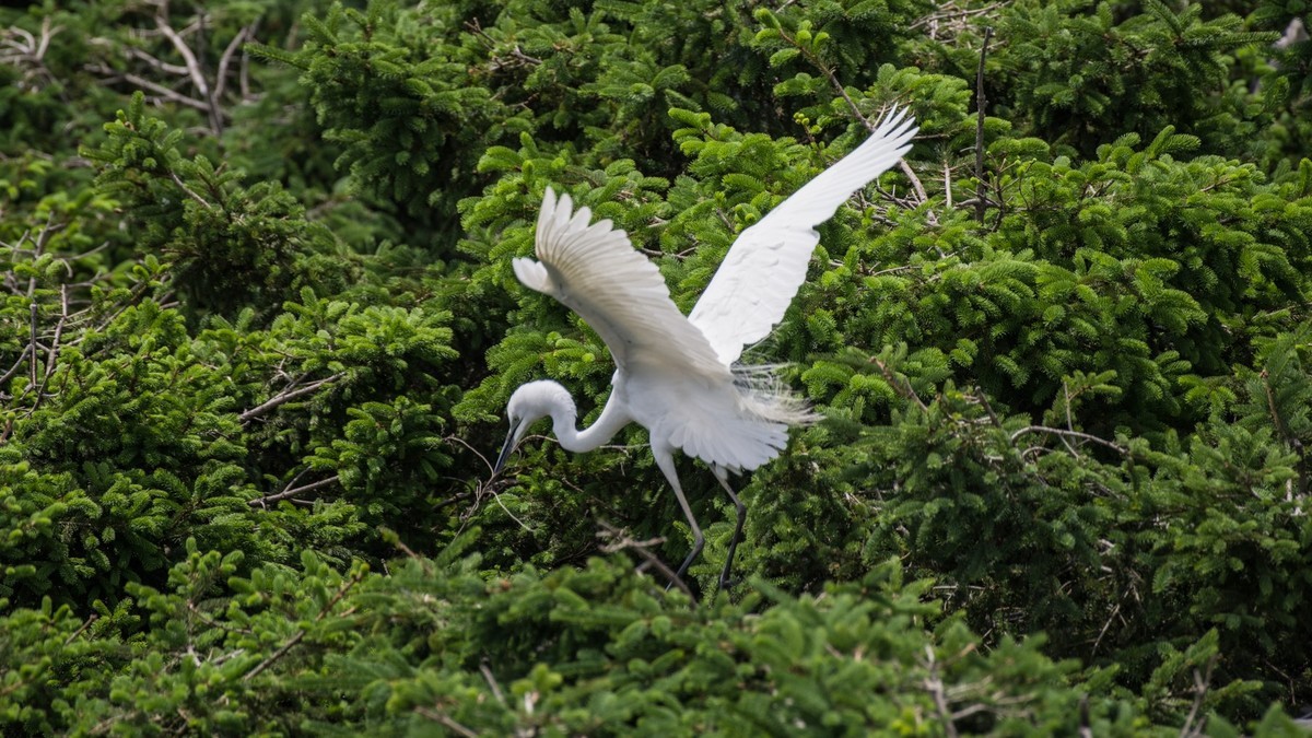育 雏 期 的 鹭 鸟 （ 六 ）