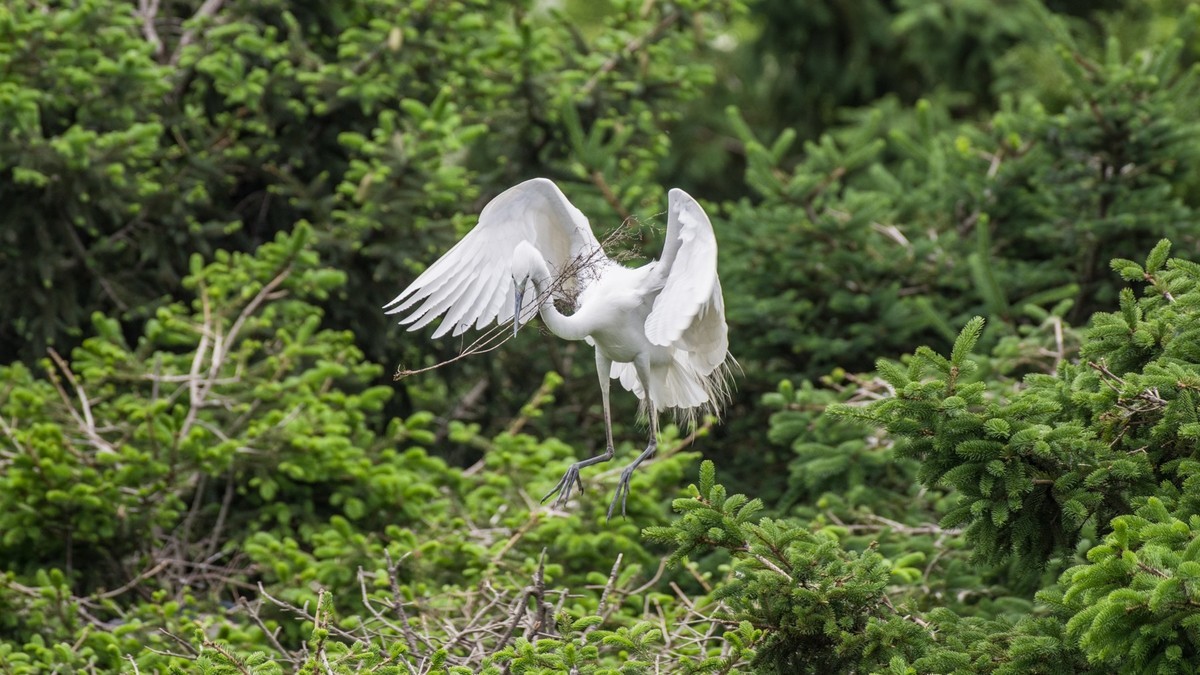 育 雏 期 的 鹭 鸟 （ 六 ）