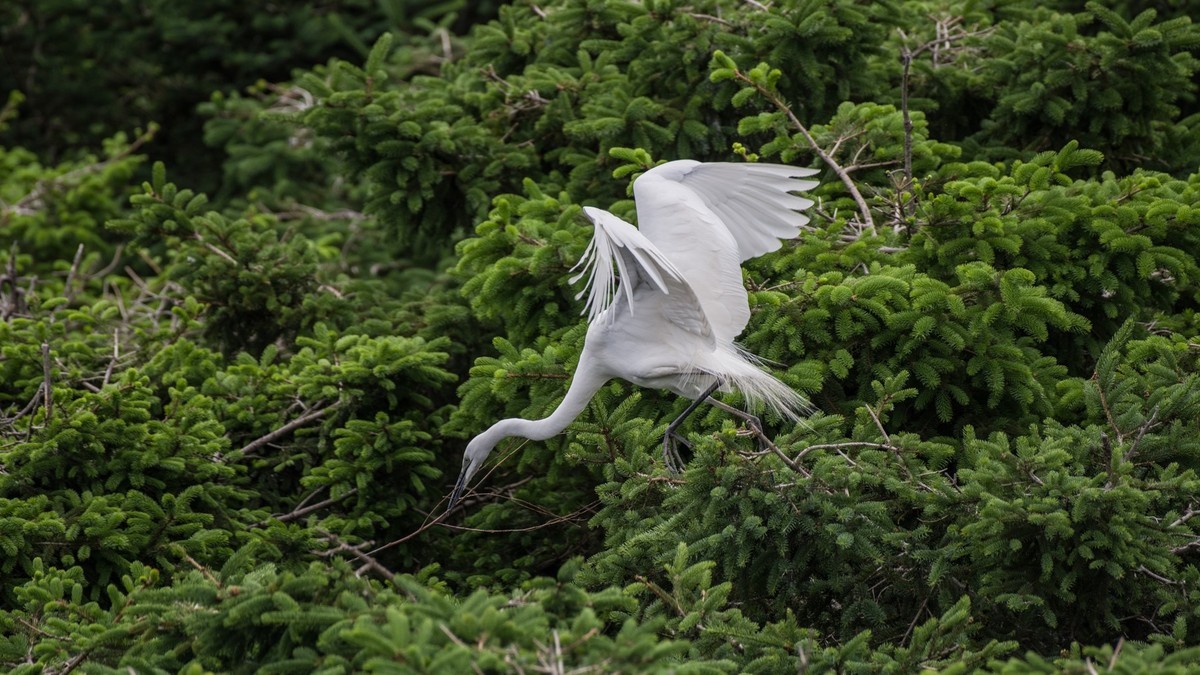 育 雏 期 的 鹭 鸟 （ 六 ）