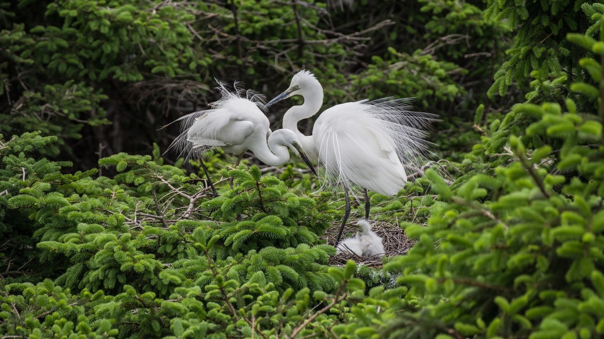 育 雏 期 的 鹭 鸟 （ 六 ）